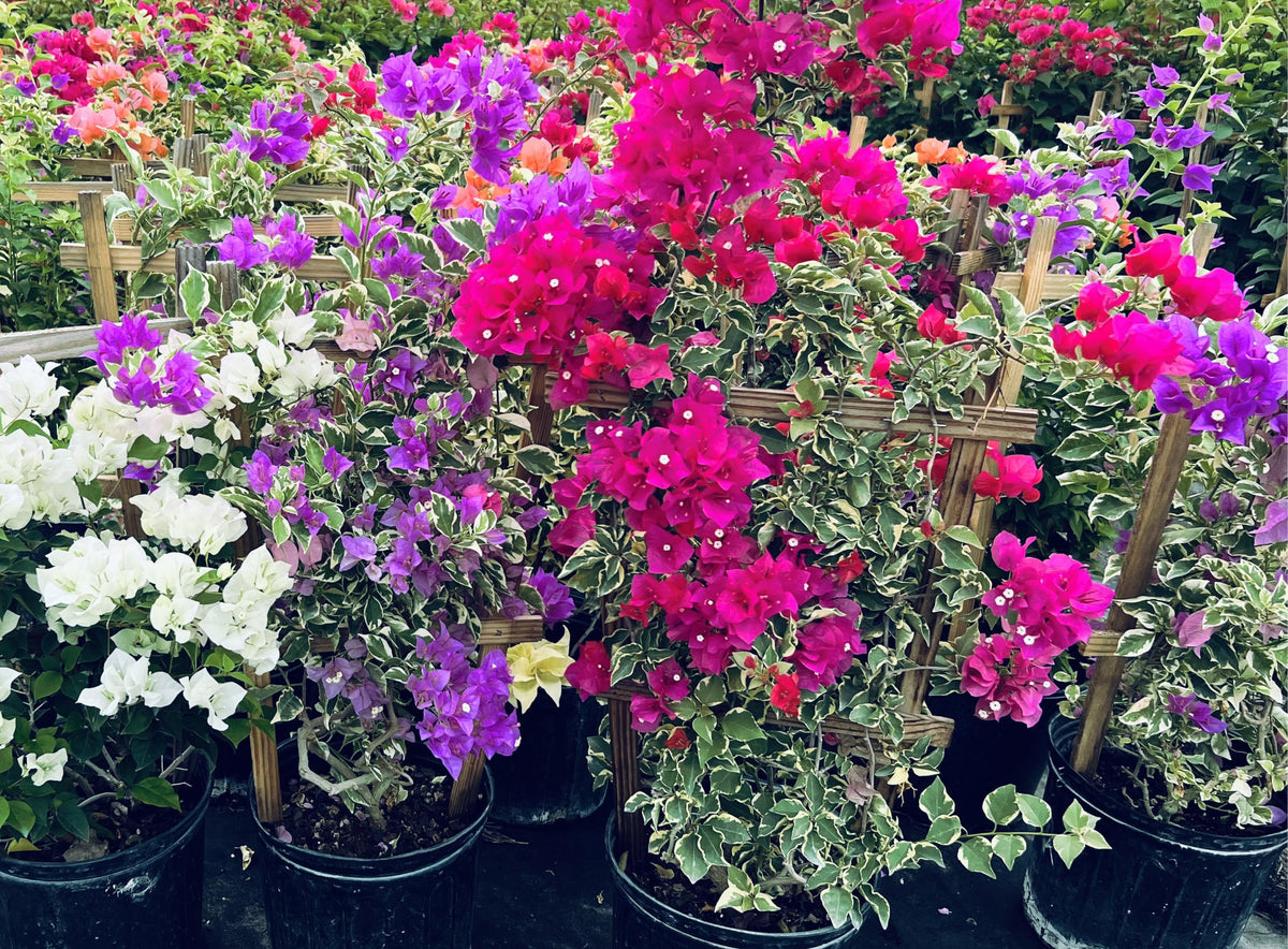 Medium Bougainvillea with Trellis