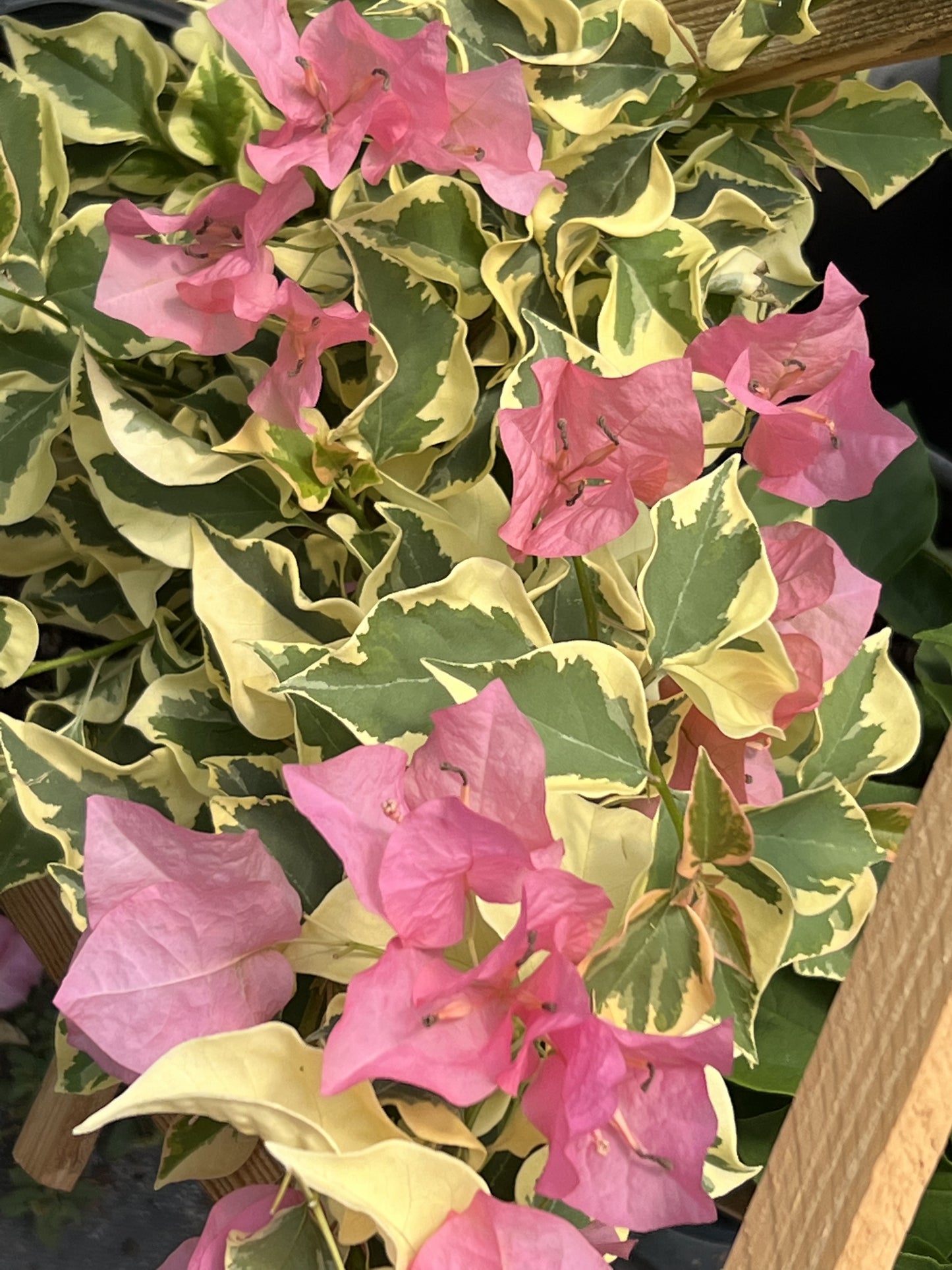 16" Tall Live Plant Bougainvillea Well Established in 6" Pot with Wood Trellis Bright Colors Flowering Vine Indoor/Outdoor Perennial/Annual Tropical