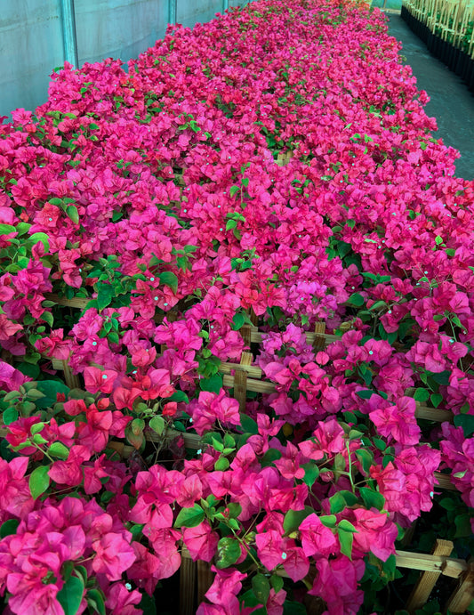 Small Bougainvillea with Trellis