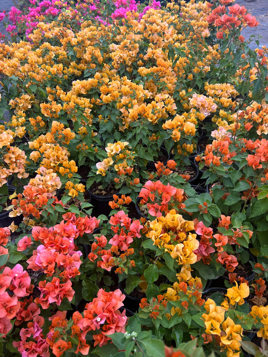 Medium Bougainvillea with Trellis