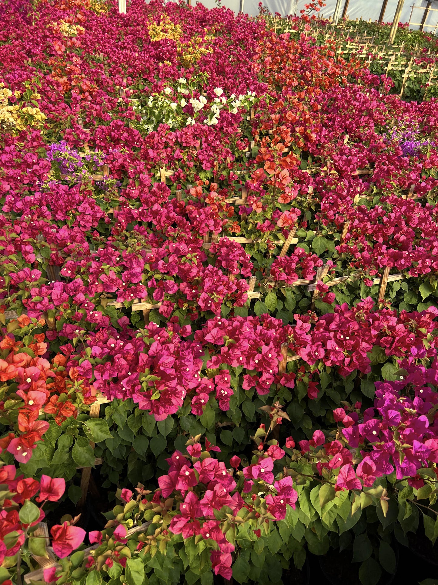 30" Tall Live Plant Bougainvillea Well Established in 12" Pot with Wood Trellis Bright Colors Flowering Vine Indoor/Outdoor Perennial/Annual Tropical