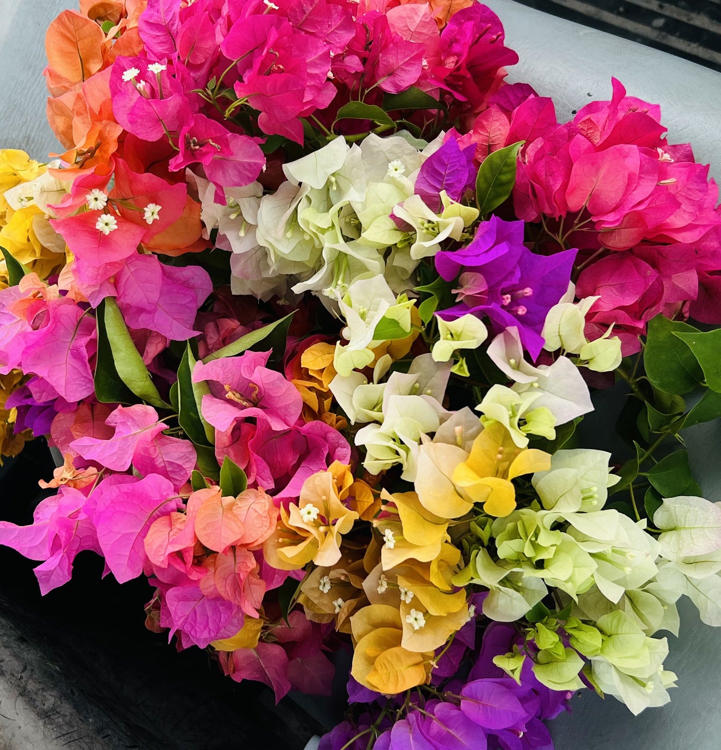 30" Tall Live Plant Bougainvillea Well Established in 12" Pot with Wood Trellis Bright Colors Flowering Vine Indoor/Outdoor Perennial/Annual Tropical