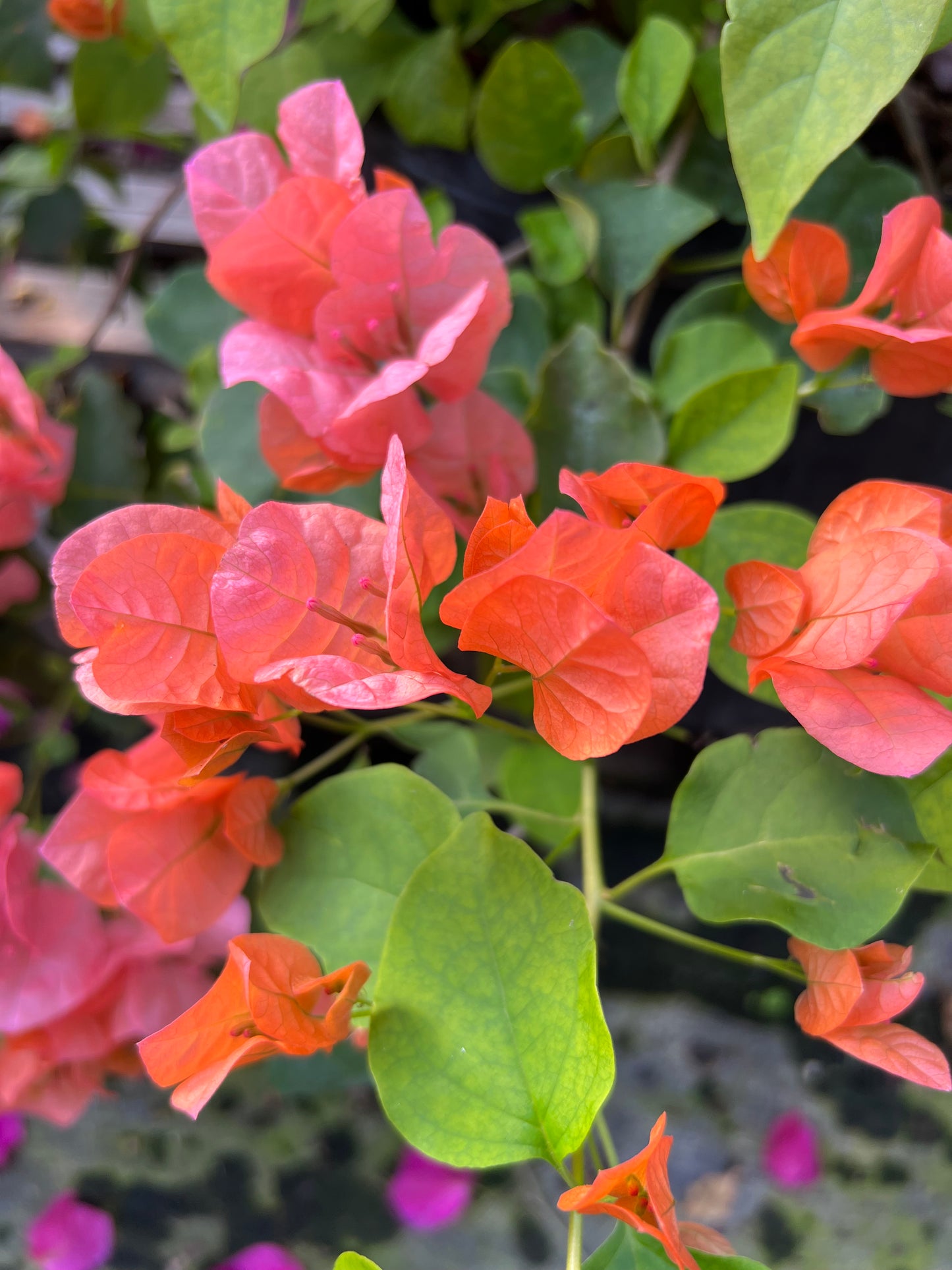16" Tall Live Plant Bougainvillea Well Established in 6" Pot with Wood Trellis Bright Colors Flowering Vine Indoor/Outdoor Perennial/Annual Tropical