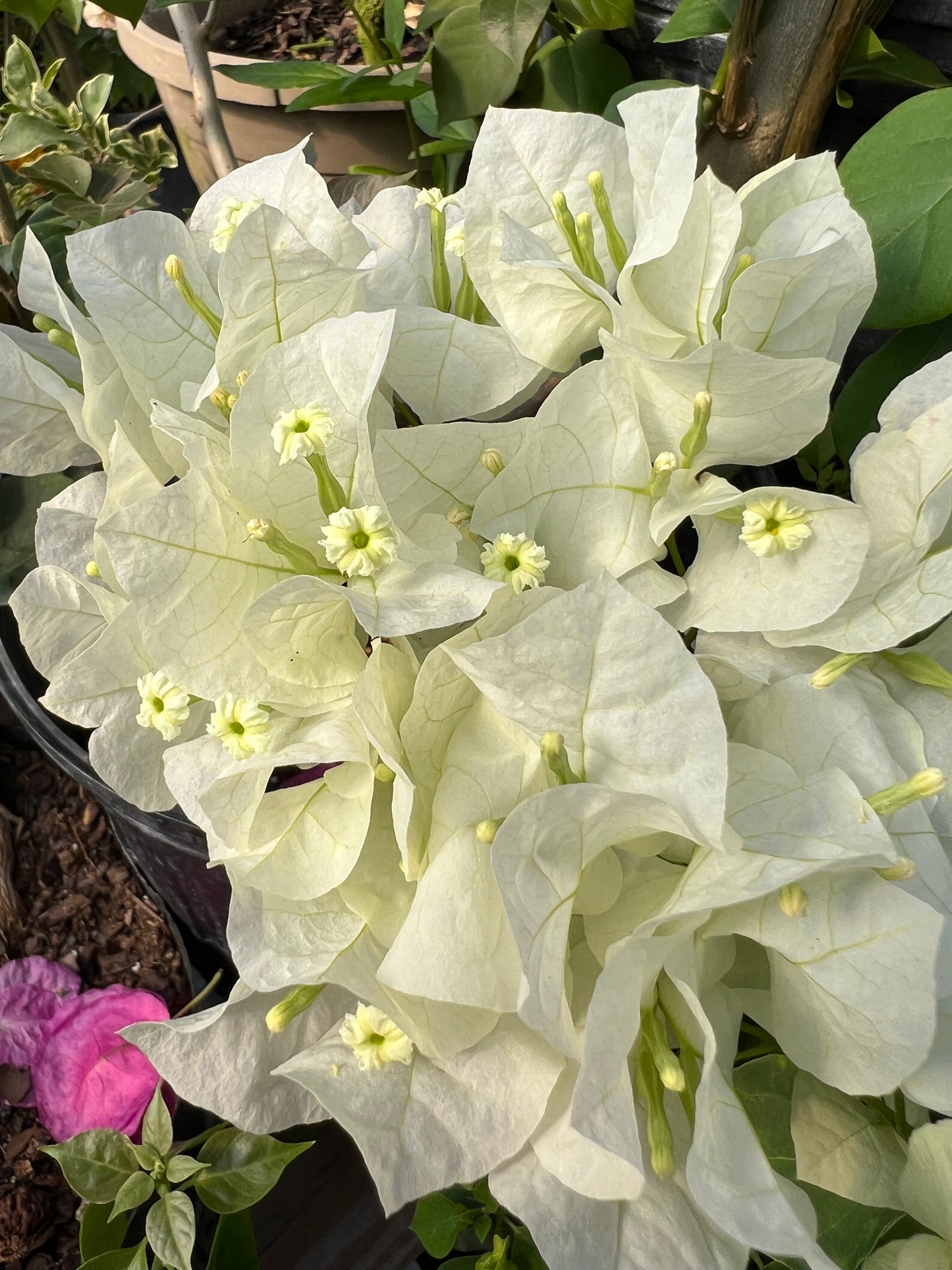 16" Tall Live Plant Bougainvillea Well Established in 6" Pot with Wood Trellis Bright Colors Flowering Vine Indoor/Outdoor Perennial/Annual Tropical