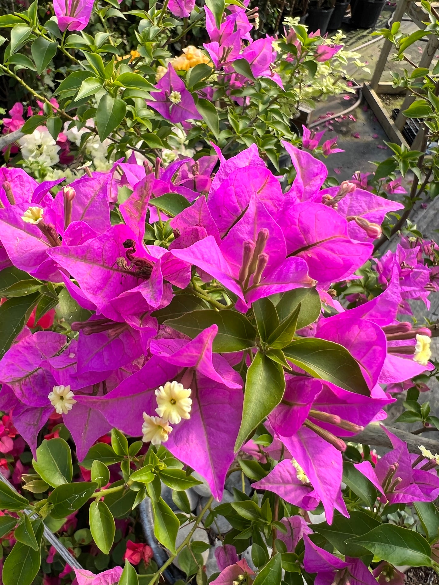 16" Tall Live Plant Bougainvillea Well Established in 6" Pot with Wood Trellis Bright Colors Flowering Vine Indoor/Outdoor Perennial/Annual Tropical