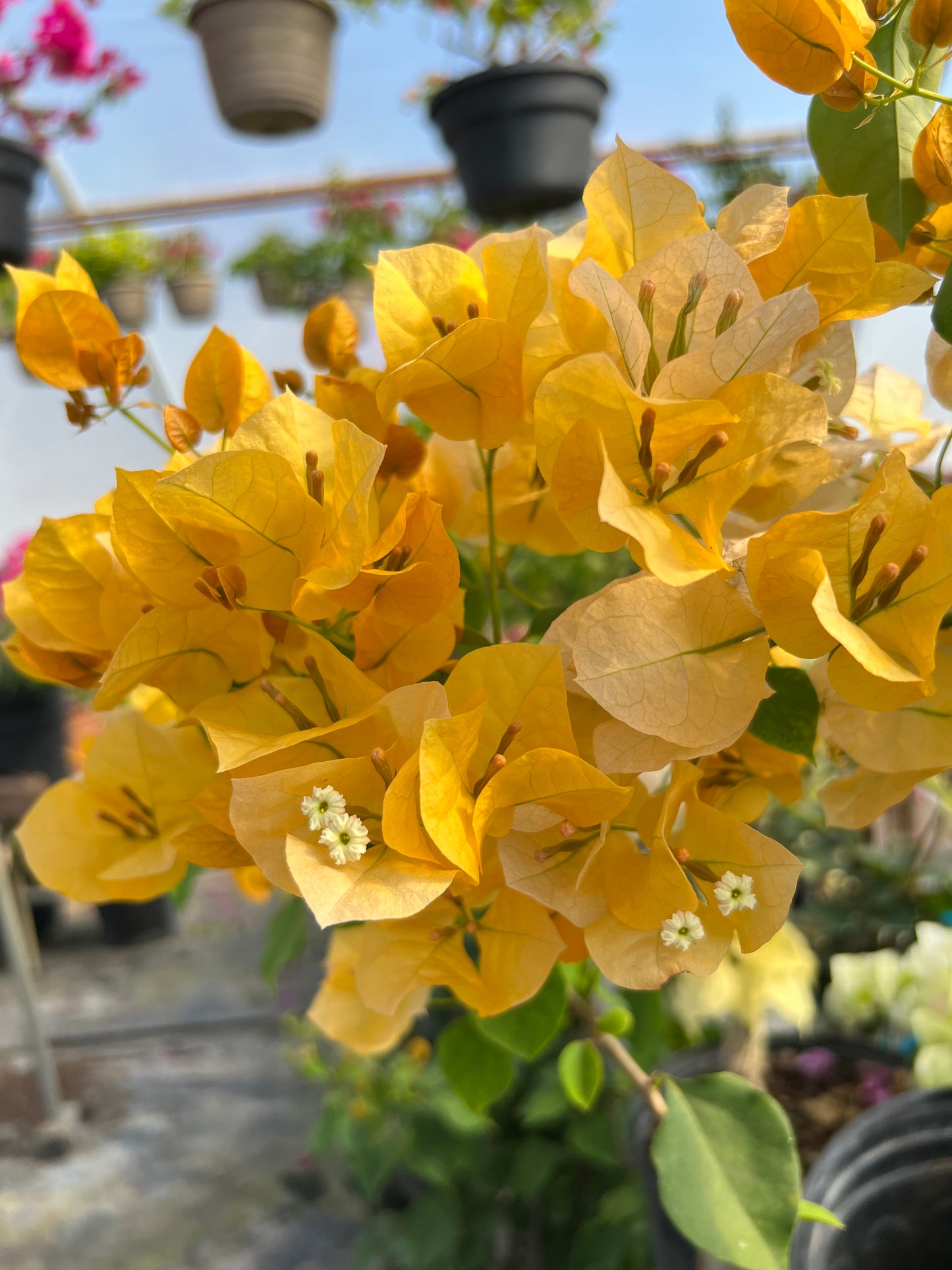 16" Tall Live Plant Bougainvillea Well Established in 6" Pot with Wood Trellis Bright Colors Flowering Vine Indoor/Outdoor Perennial/Annual Tropical