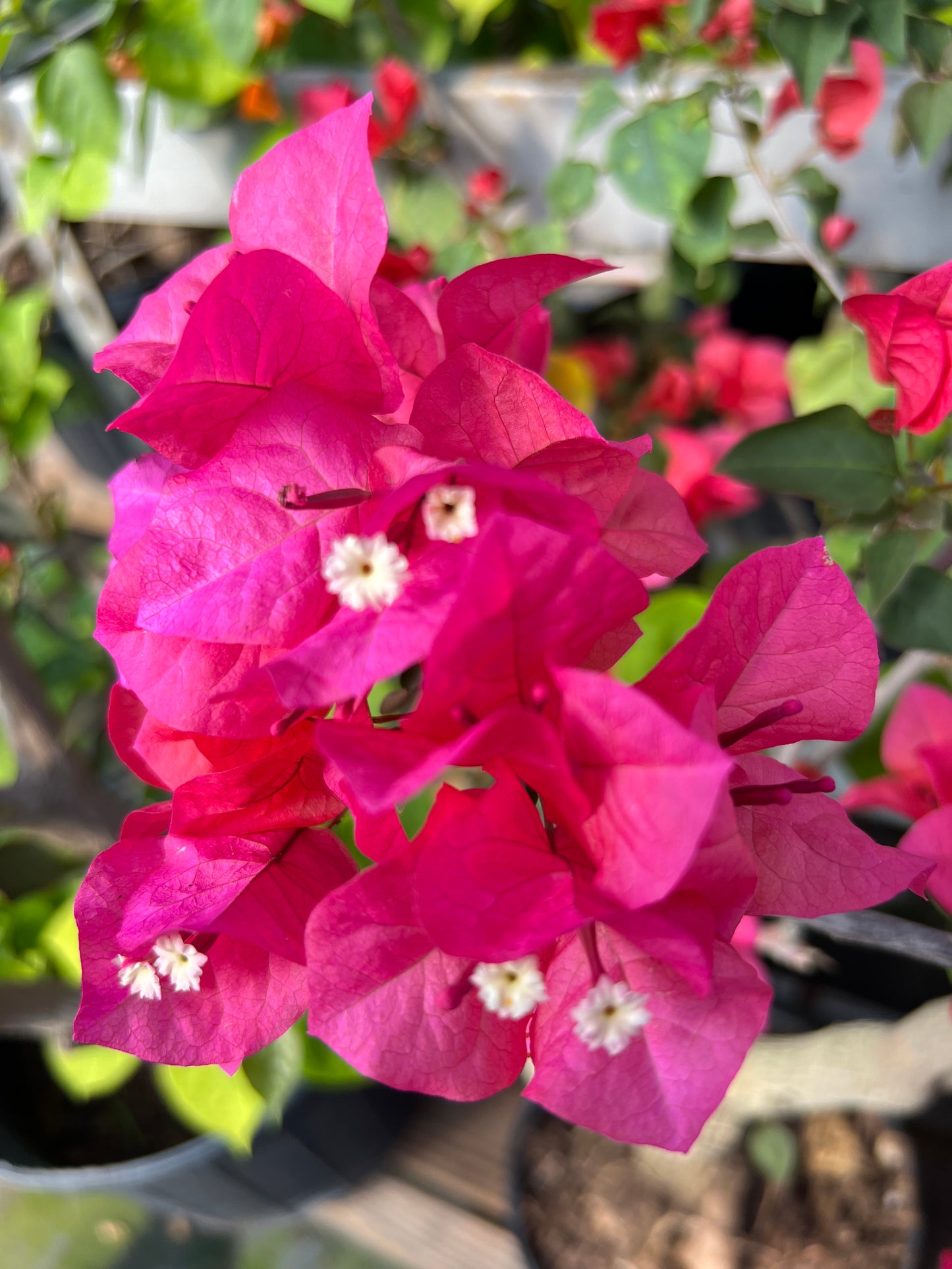 16" Tall Live Plant Bougainvillea Well Established in 6" Pot with Wood Trellis Bright Colors Flowering Vine Indoor/Outdoor Perennial/Annual Tropical