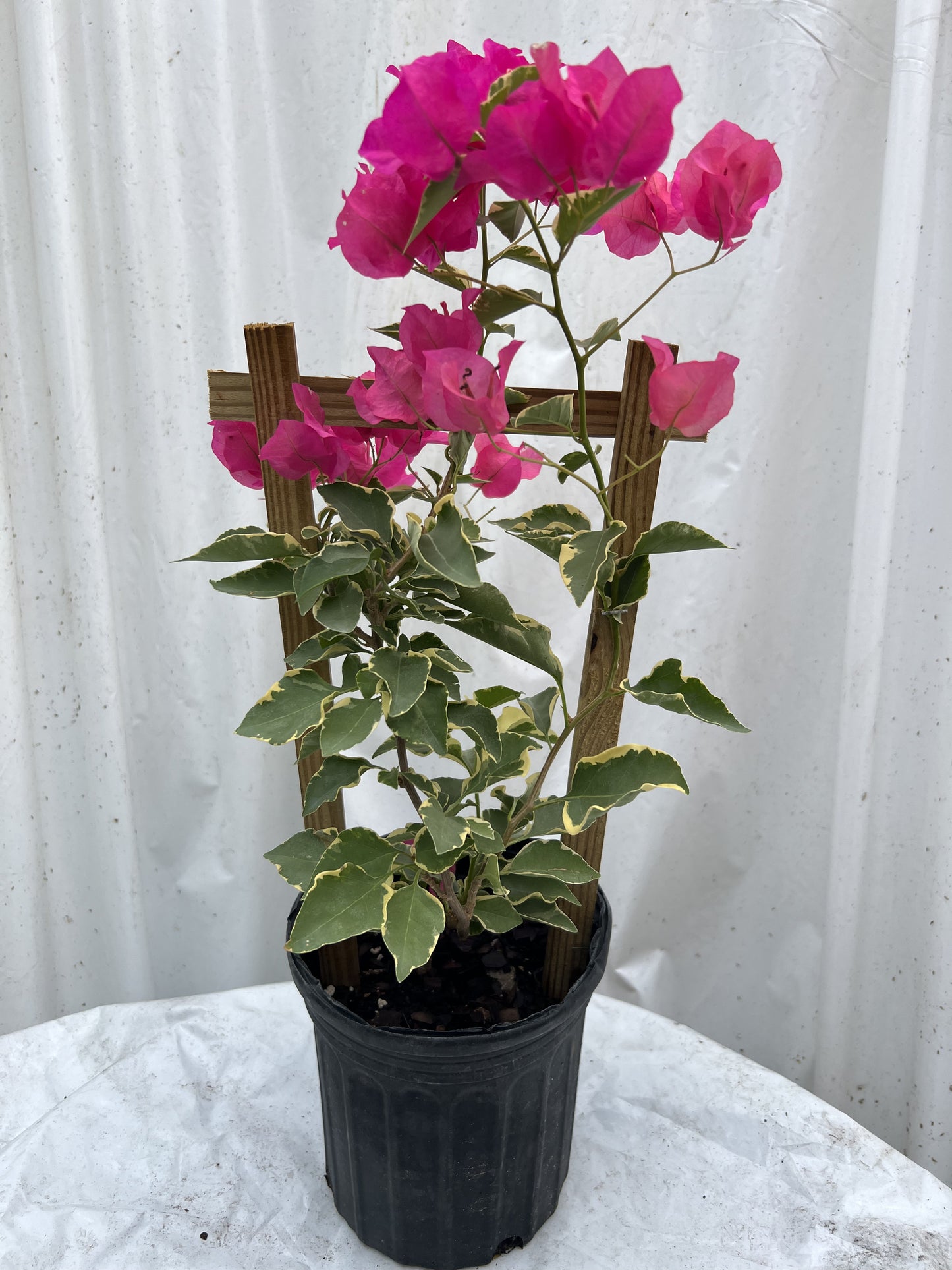 16" Tall Live Plant Bougainvillea Well Established in 6" Pot with Wood Trellis Bright Colors Flowering Vine Indoor/Outdoor Perennial/Annual Tropical