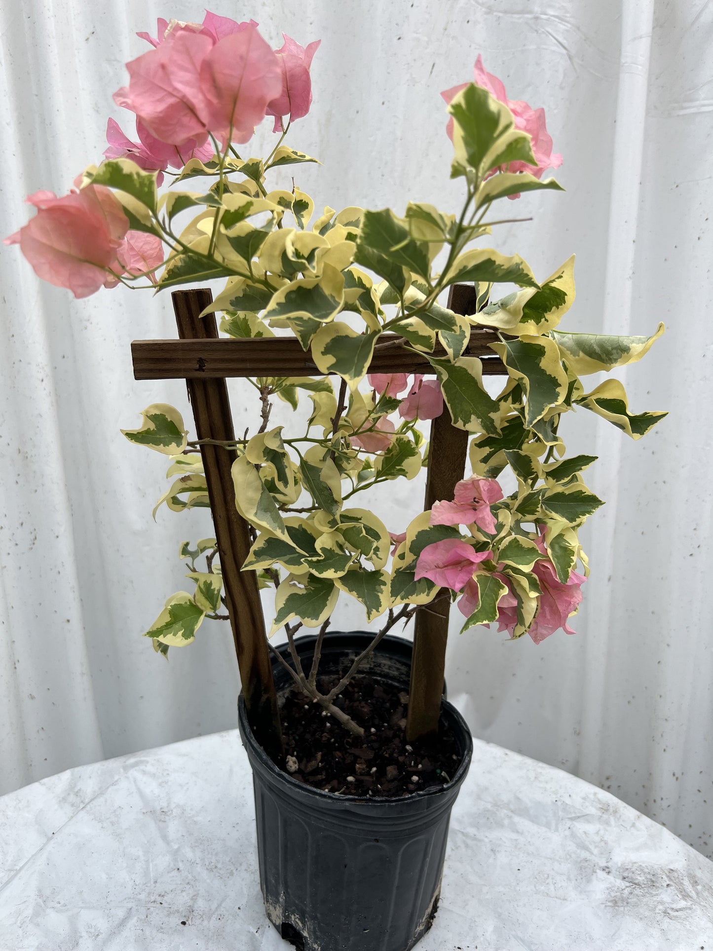 16" Tall Live Plant Bougainvillea Well Established in 6" Pot with Wood Trellis Bright Colors Flowering Vine Indoor/Outdoor Perennial/Annual Tropical