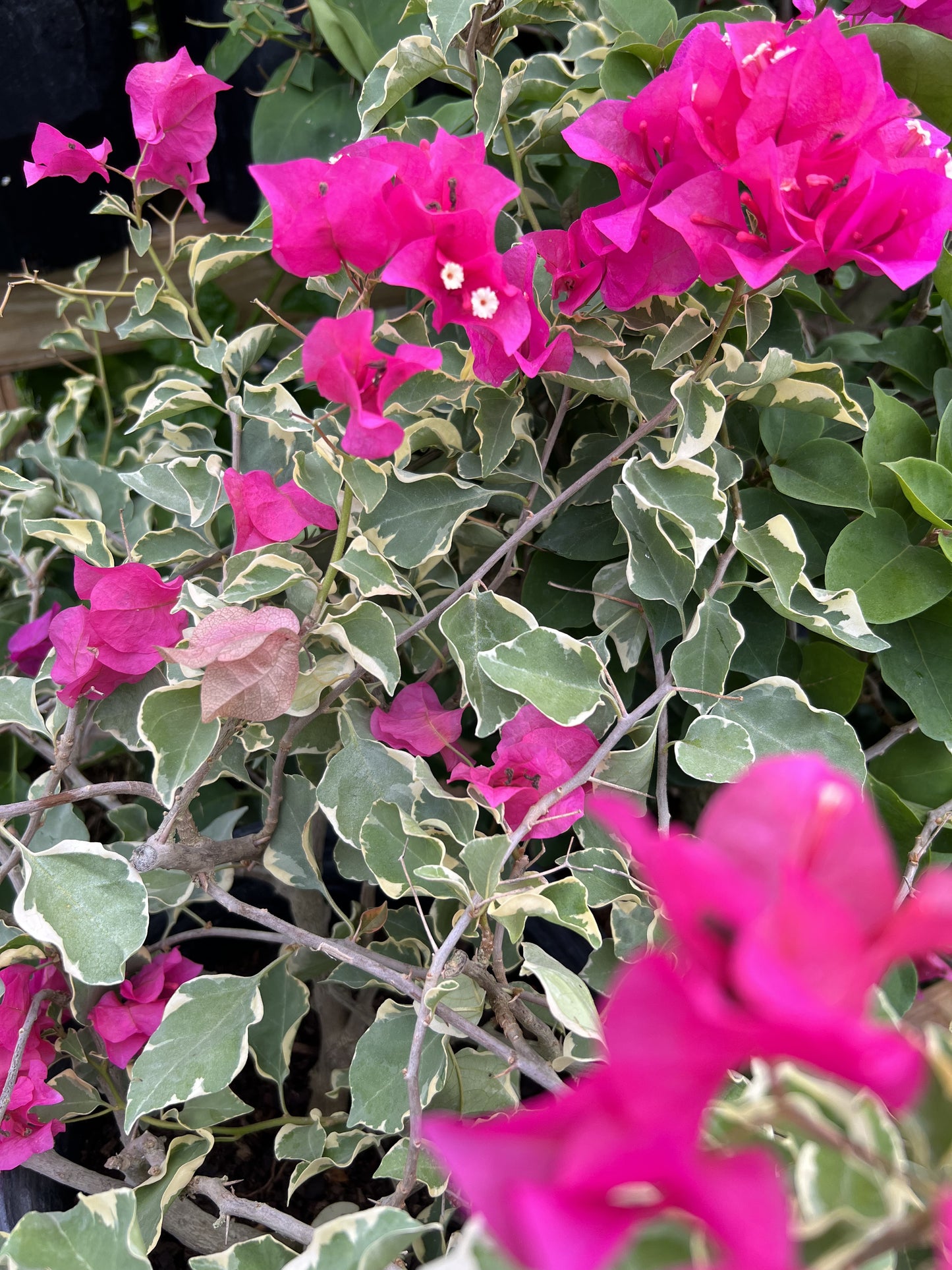 16" Tall Live Plant Bougainvillea Well Established in 6" Pot with Wood Trellis Bright Colors Flowering Vine Indoor/Outdoor Perennial/Annual Tropical