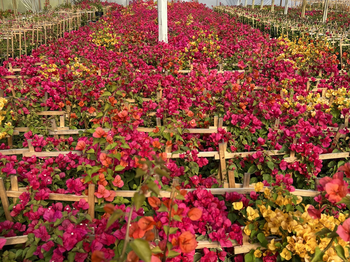 Medium Bougainvillea with Trellis