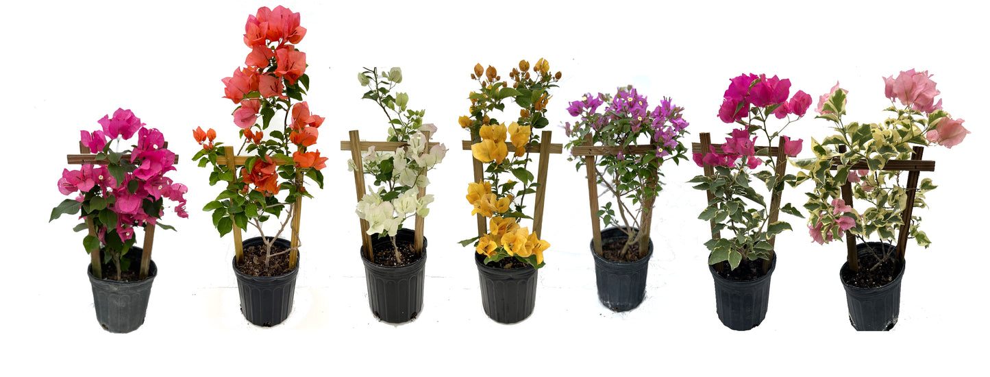 16" Tall Live Plant Bougainvillea Well Established in 6" Pot with Wood Trellis Bright Colors Flowering Vine Indoor/Outdoor Perennial/Annual Tropical