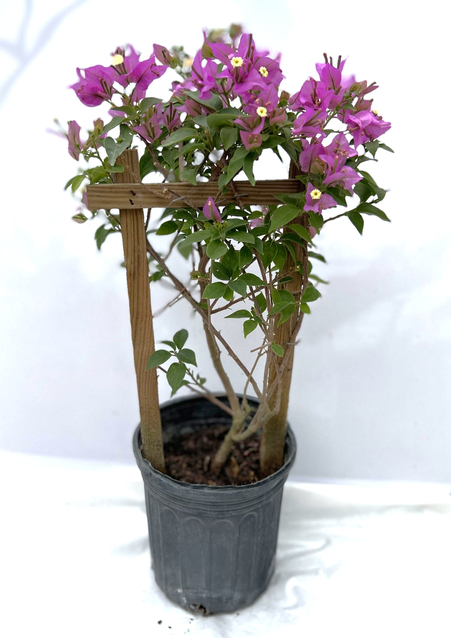 16" Tall Live Plant Bougainvillea Well Established in 6" Pot with Wood Trellis Bright Colors Flowering Vine Indoor/Outdoor Perennial/Annual Tropical