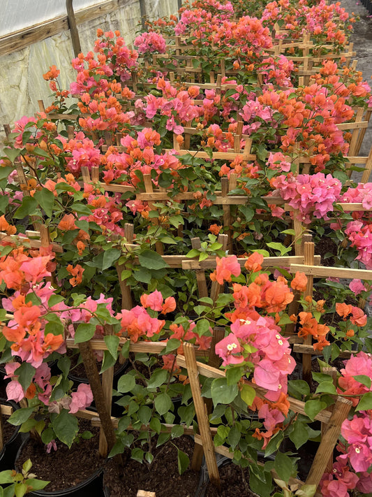 Medium Bougainvillea with Trellis