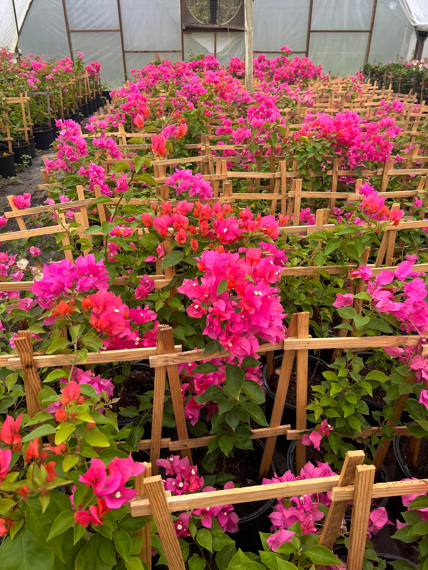 30" Tall Live Plant Bougainvillea Well Established in 12" Pot with Wood Trellis Bright Colors Flowering Vine Indoor/Outdoor Perennial/Annual Tropical