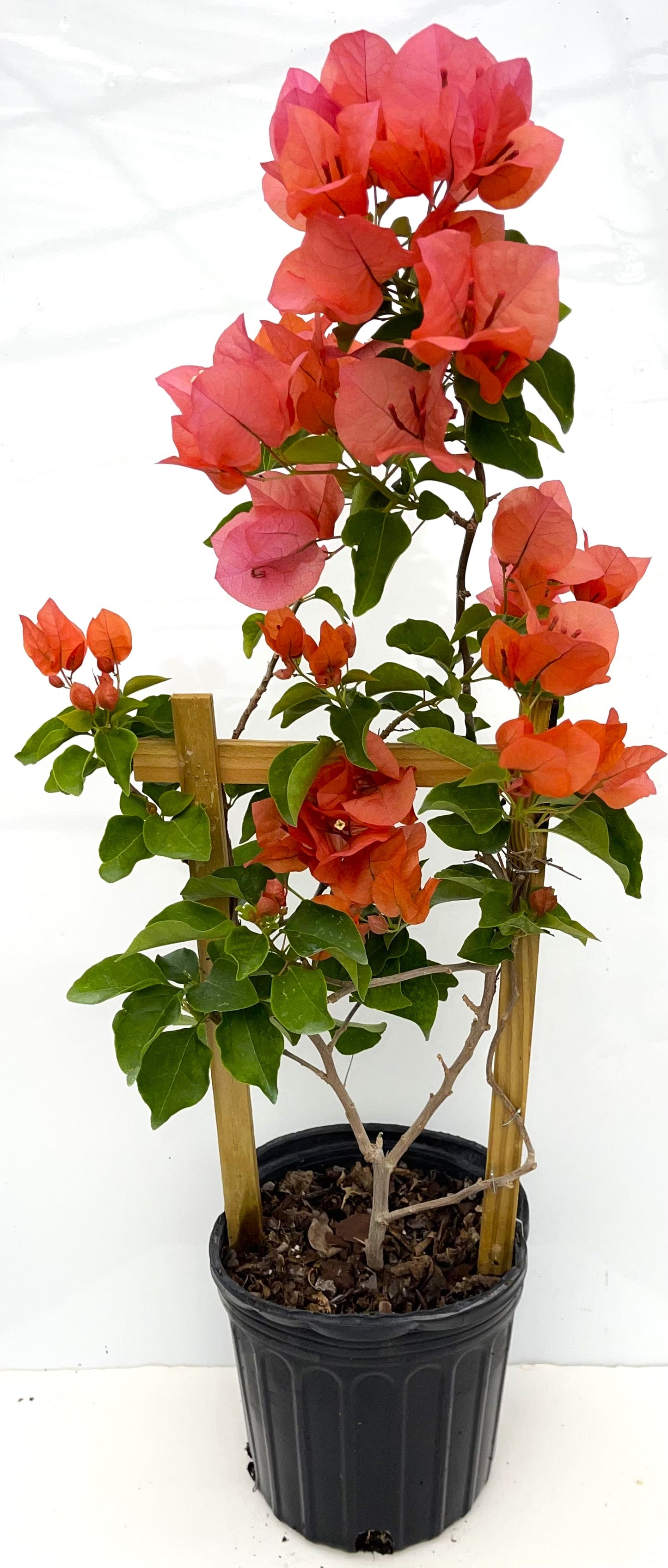 16" Tall Live Plant Bougainvillea Well Established in 6" Pot with Wood Trellis Bright Colors Flowering Vine Indoor/Outdoor Perennial/Annual Tropical