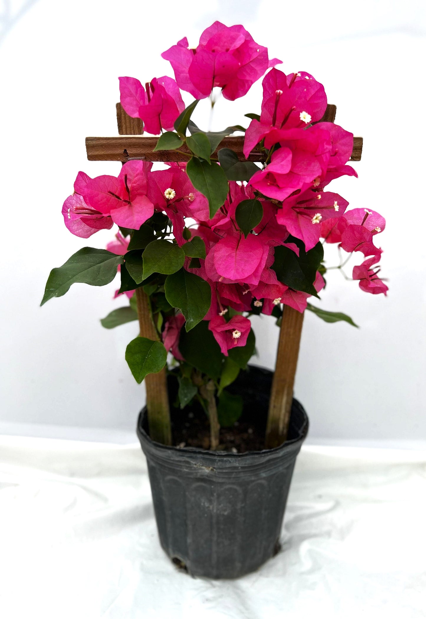 16" Tall Live Plant Bougainvillea Well Established in 6" Pot with Wood Trellis Bright Colors Flowering Vine Indoor/Outdoor Perennial/Annual Tropical