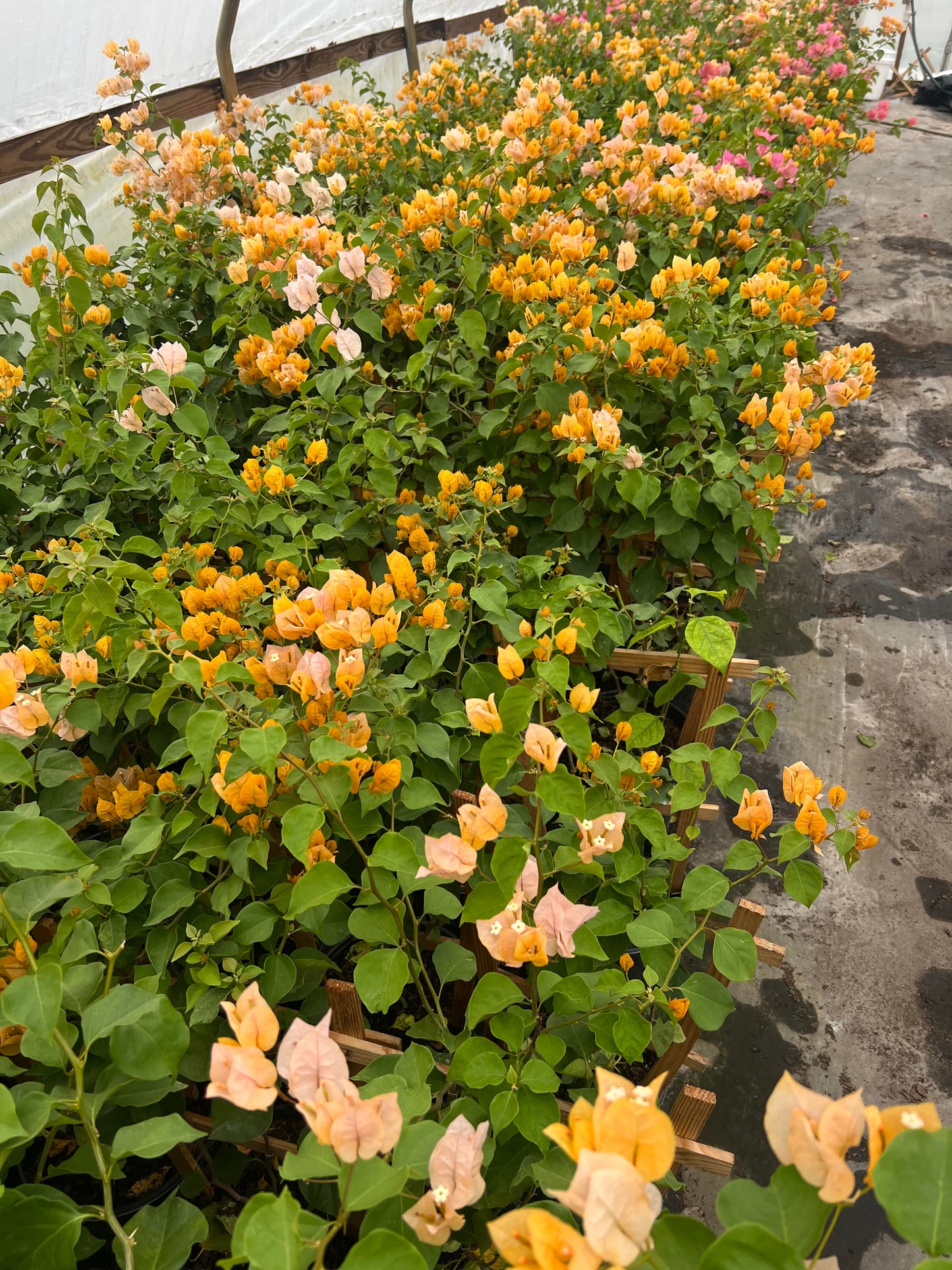 30" Tall Live Plant Bougainvillea Well Established in 12" Pot with Wood Trellis Bright Colors Flowering Vine Indoor/Outdoor Perennial/Annual Tropical