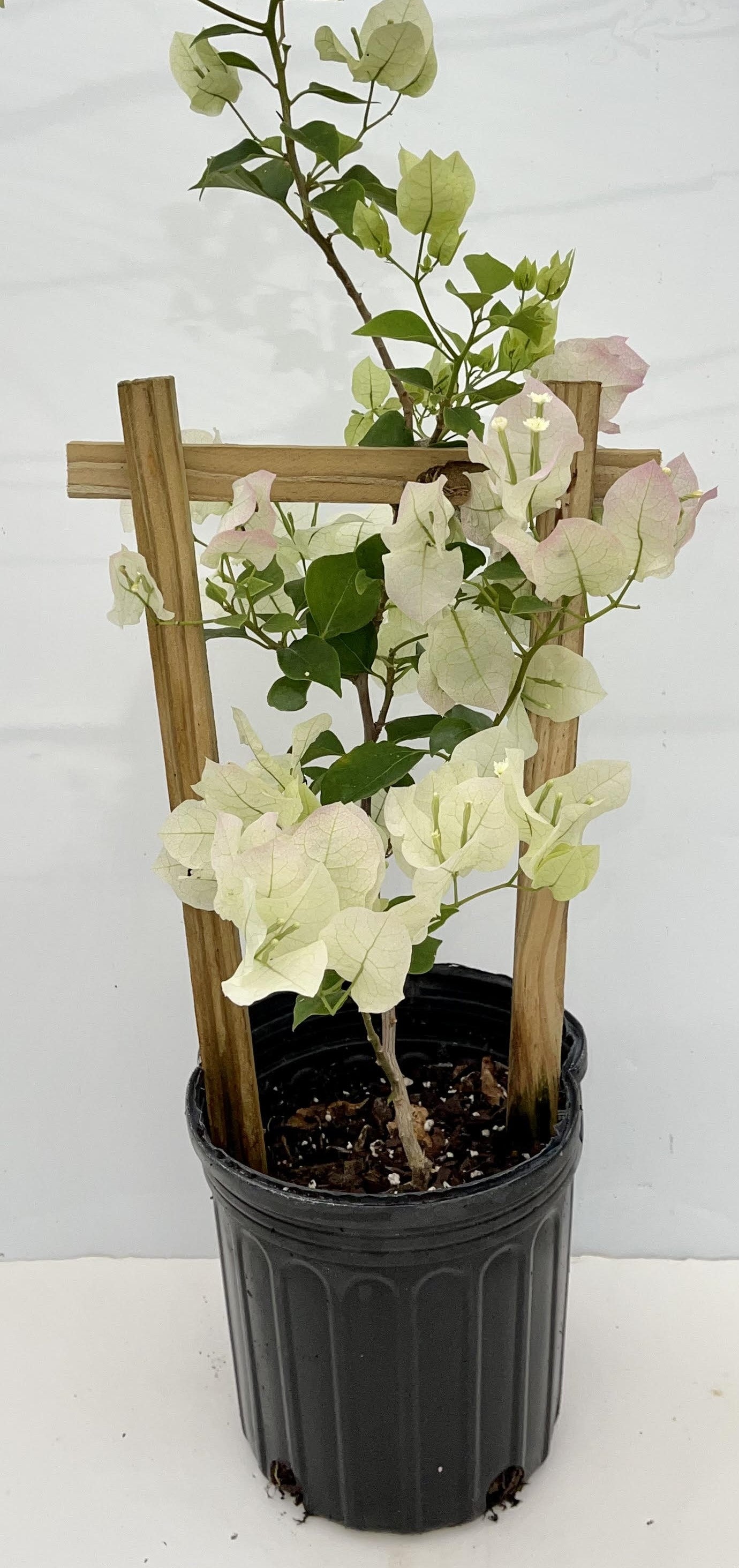 16" Tall Live Plant Bougainvillea Well Established in 6" Pot with Wood Trellis Bright Colors Flowering Vine Indoor/Outdoor Perennial/Annual Tropical