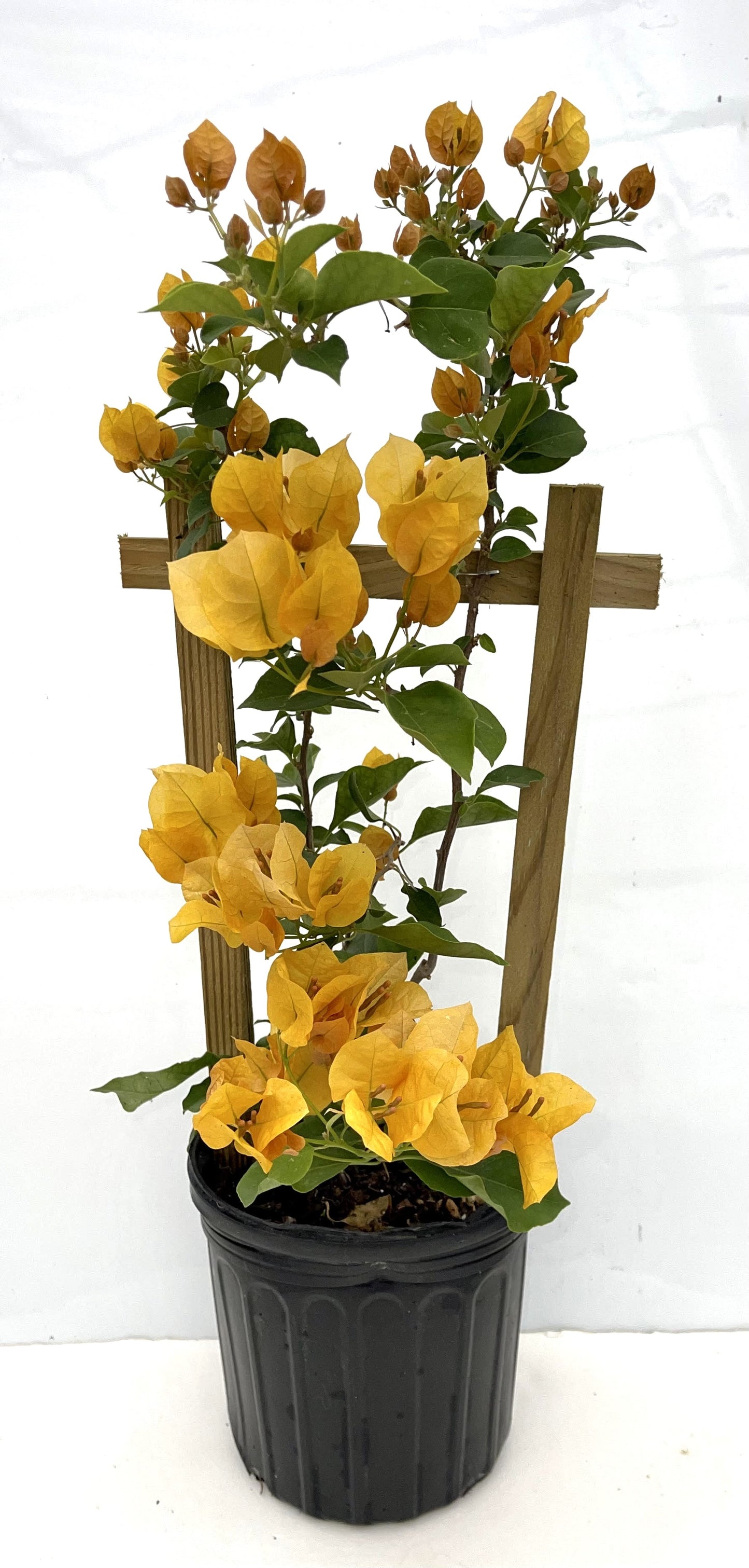 16" Tall Live Plant Bougainvillea Well Established in 6" Pot with Wood Trellis Bright Colors Flowering Vine Indoor/Outdoor Perennial/Annual Tropical
